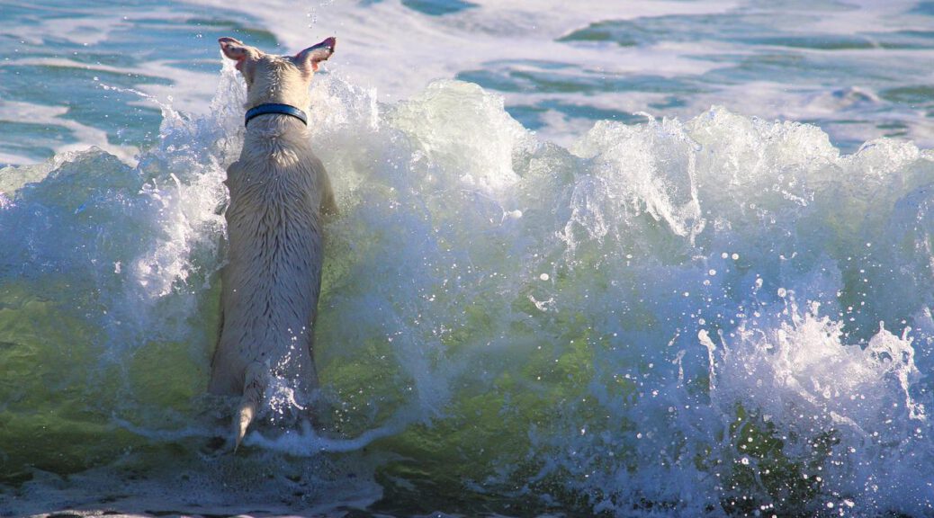 spiagge per cani a Lignano