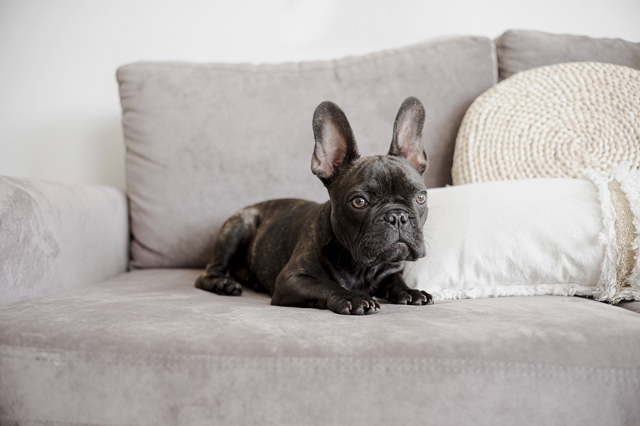 bulldog-francese sul divano razza ideale per appartamento