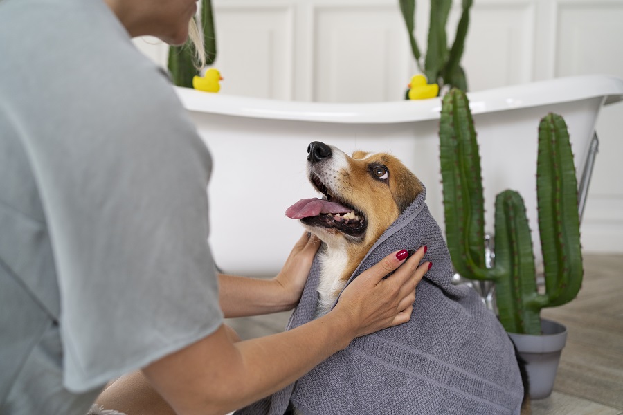 cane che si deve asciugare dopo il bagnetto