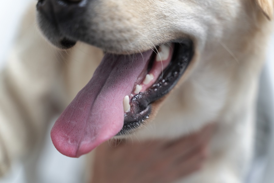 cane con la bocca aperta alito che puzza
