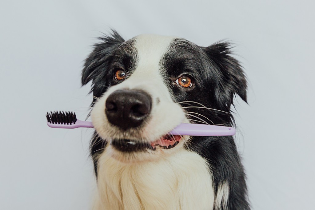 carino-intelligente-cucciolo-di-cane-border-collie-che-tiene-lo-spazzolino-da-denti-in-bocca-alito-che-puzza