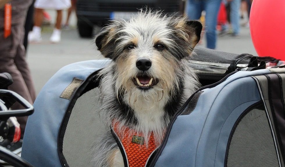 Escursioni in bicicletta con il cane