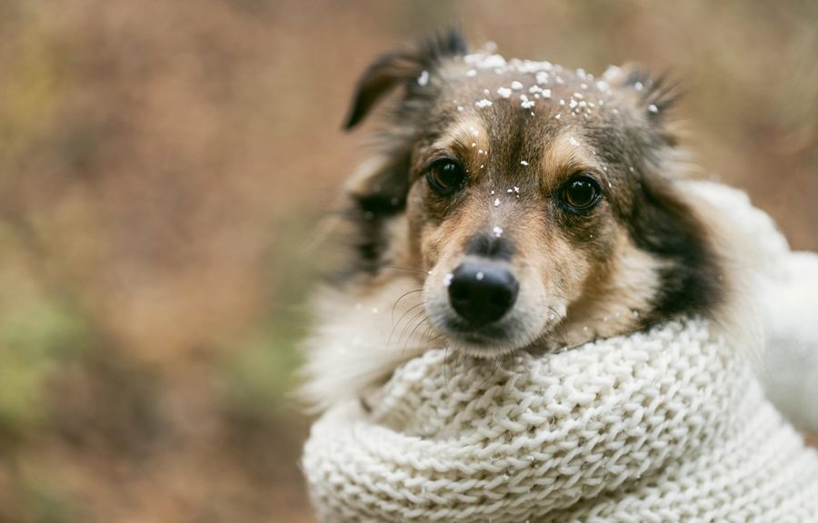 cane con sciarpa freddo neve