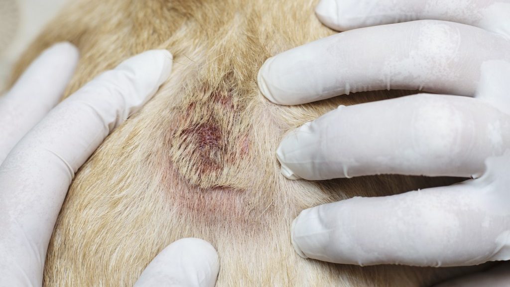 problemi-dermatologici-della-pelle-cane