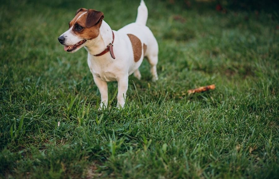 jack russell in un prato