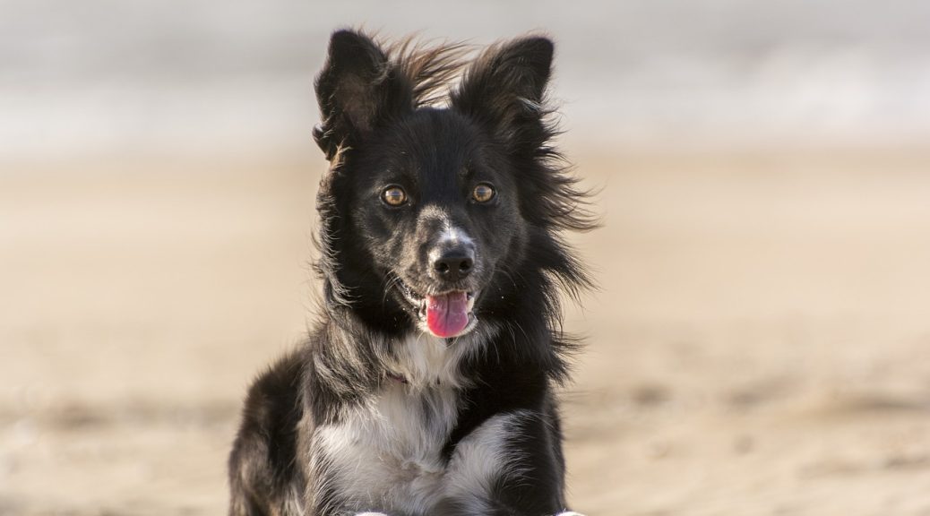 Vacanze a Ischia con il cane