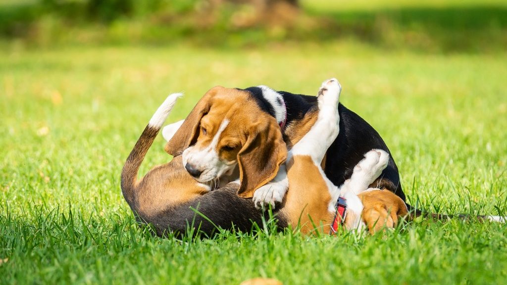 beagle che si gratta