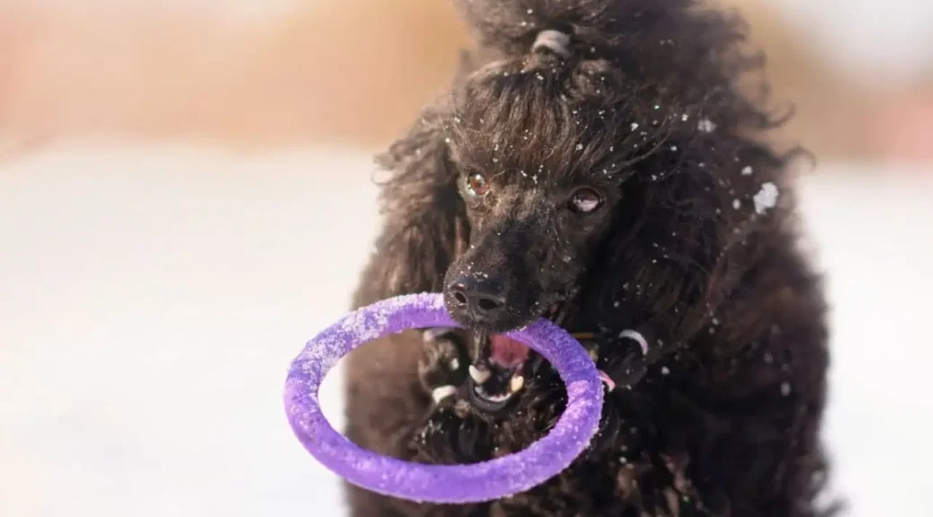 viaggiare con il barboncino